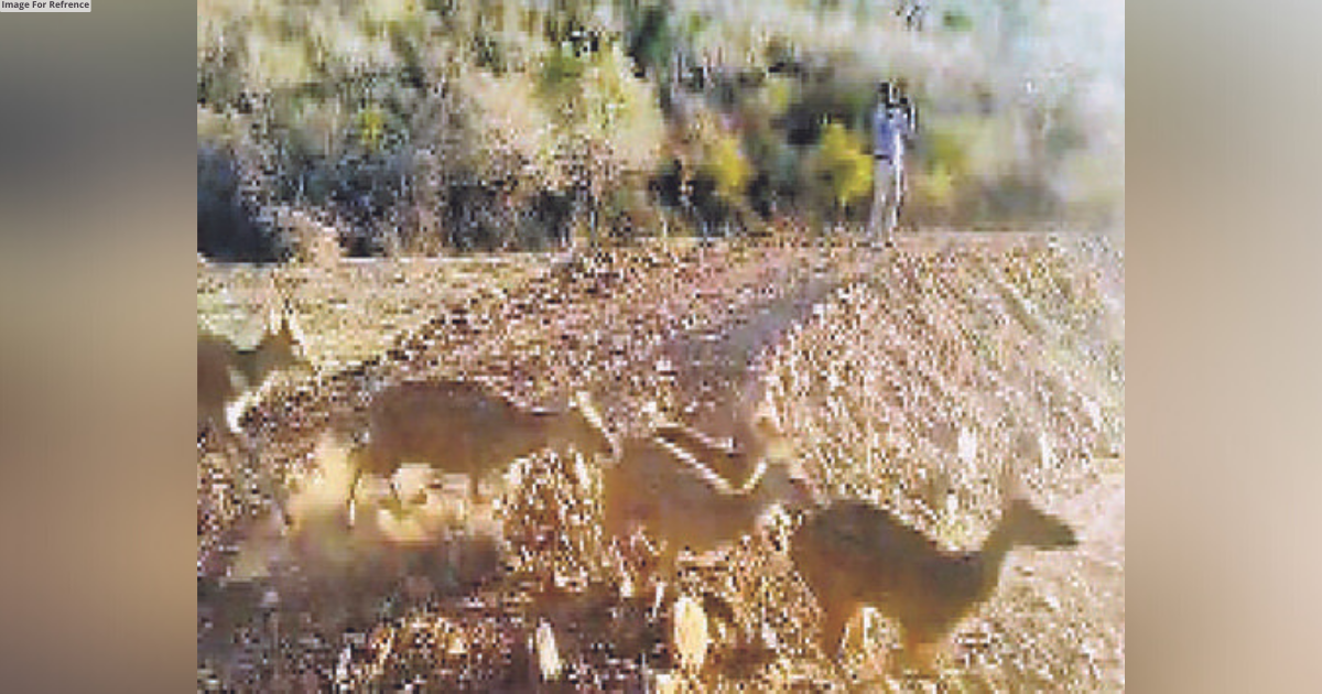 19 chitals released in Ramgarh Vishdhari to increase prey base